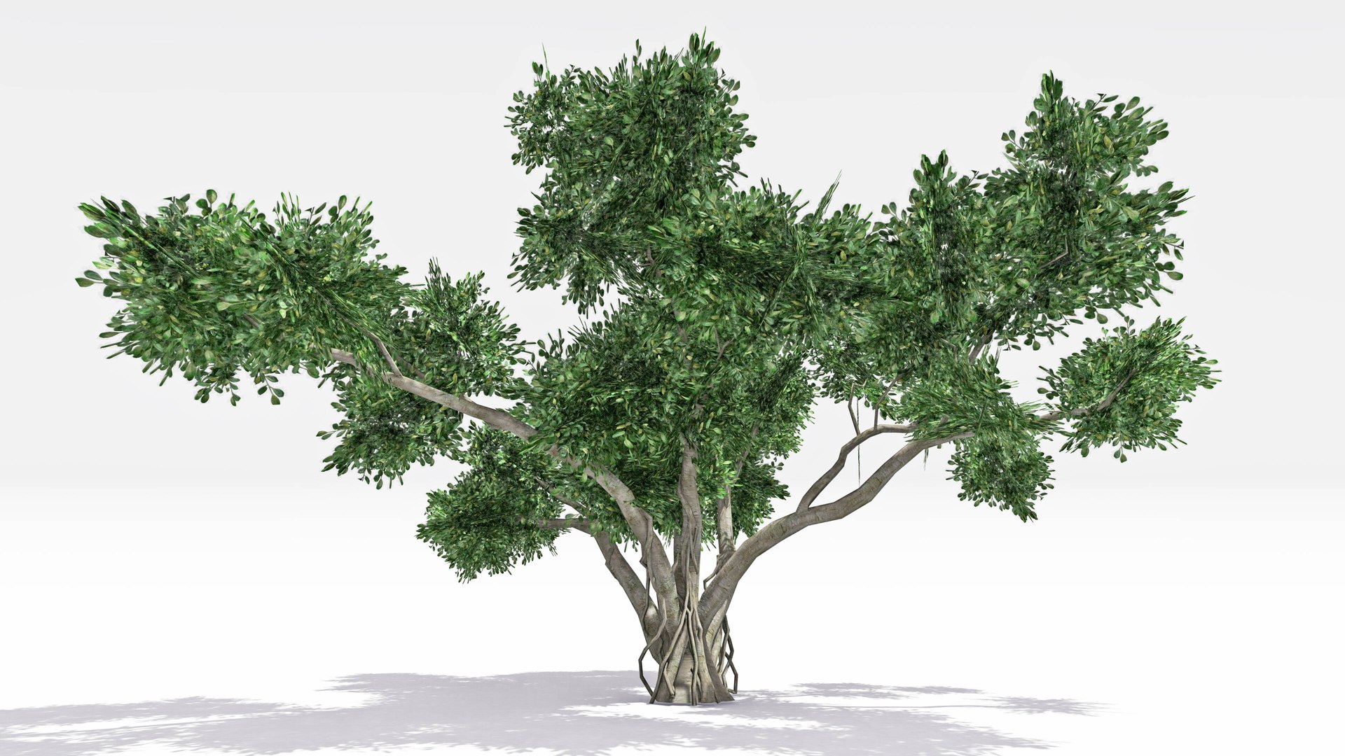 Chinese Banyan Tree-S8 3D model https://p.turbosquid.com/ts-thumb/PI/8lfLtY/Xx/s4/jpg/1744278956/1920x1080/fit_q87/92da3f3b4675f67fd4b28dd0d4264e164ced98db/s4.jpg