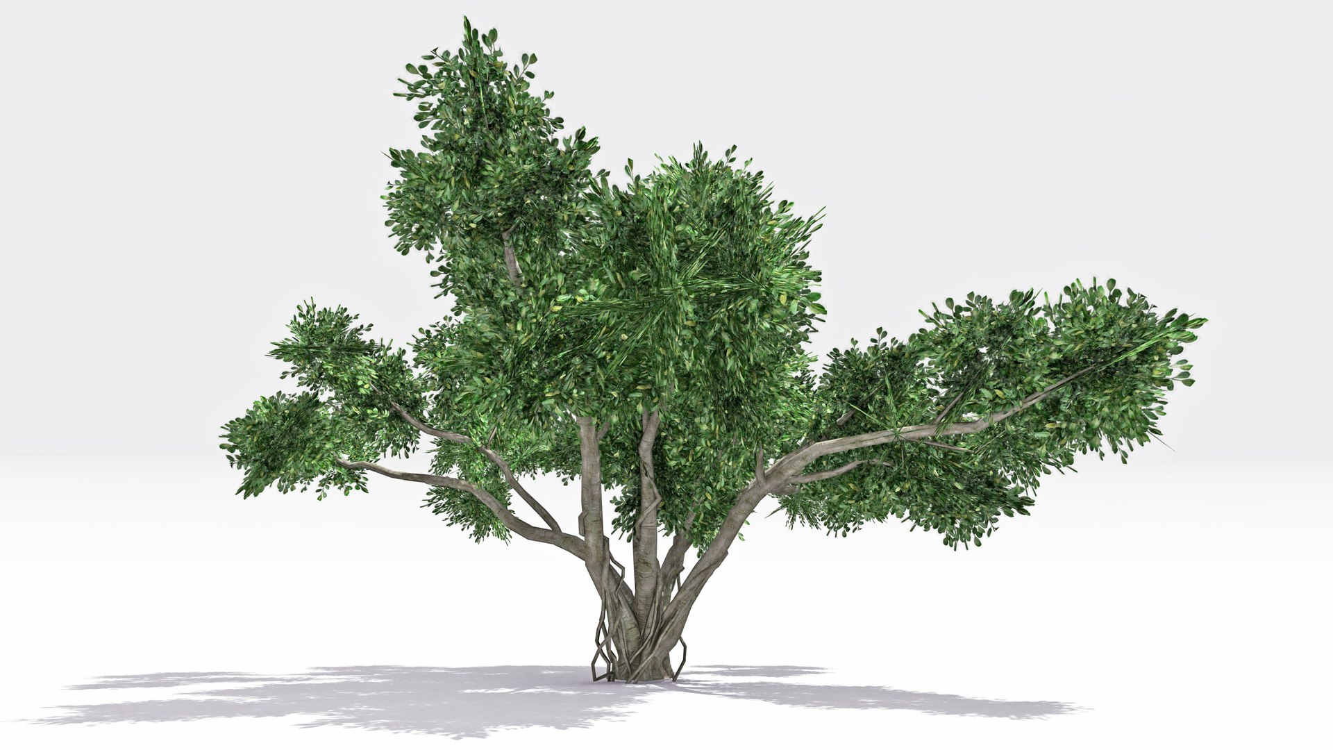 Chinese Banyan Tree-S8 3D model https://p.turbosquid.com/ts-thumb/PI/8lfLtY/fR/s2/jpg/1744278955/1920x1080/fit_q87/156477ebed49da5d360f723e216f09b41c04fcef/s2.jpg