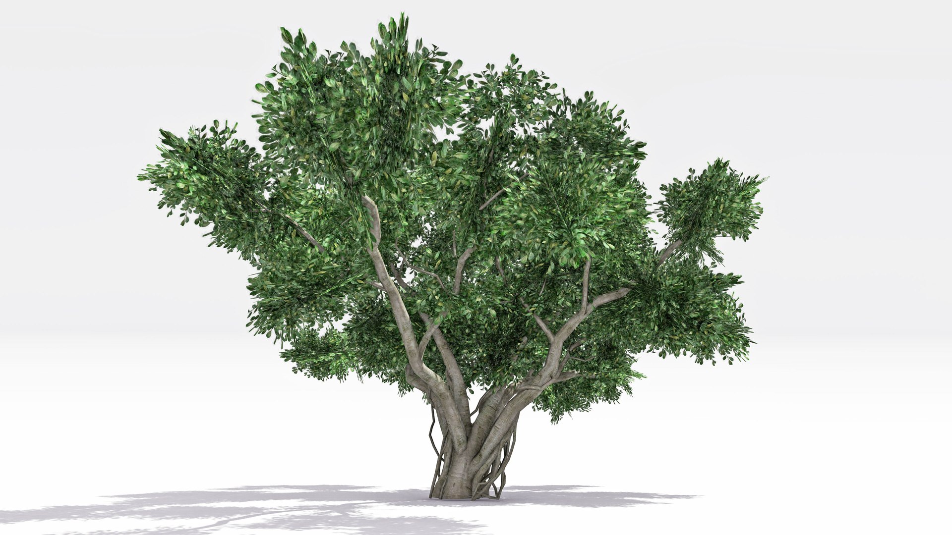 Chinese Banyan Tree-S8 3D model https://p.turbosquid.com/ts-thumb/PI/8lfLtY/nF/s3/jpg/1744278955/1920x1080/fit_q87/330bbfb81644b2889fa4b6b65959c5c854d3f23a/s3.jpg