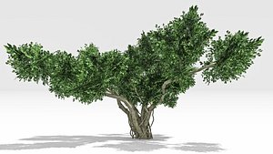 Chinese Banyan Tree-S8 3D model