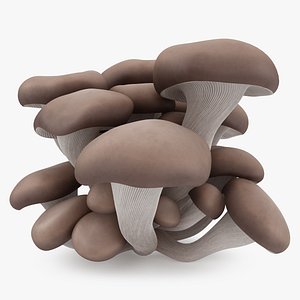 Oyster Mushroom
