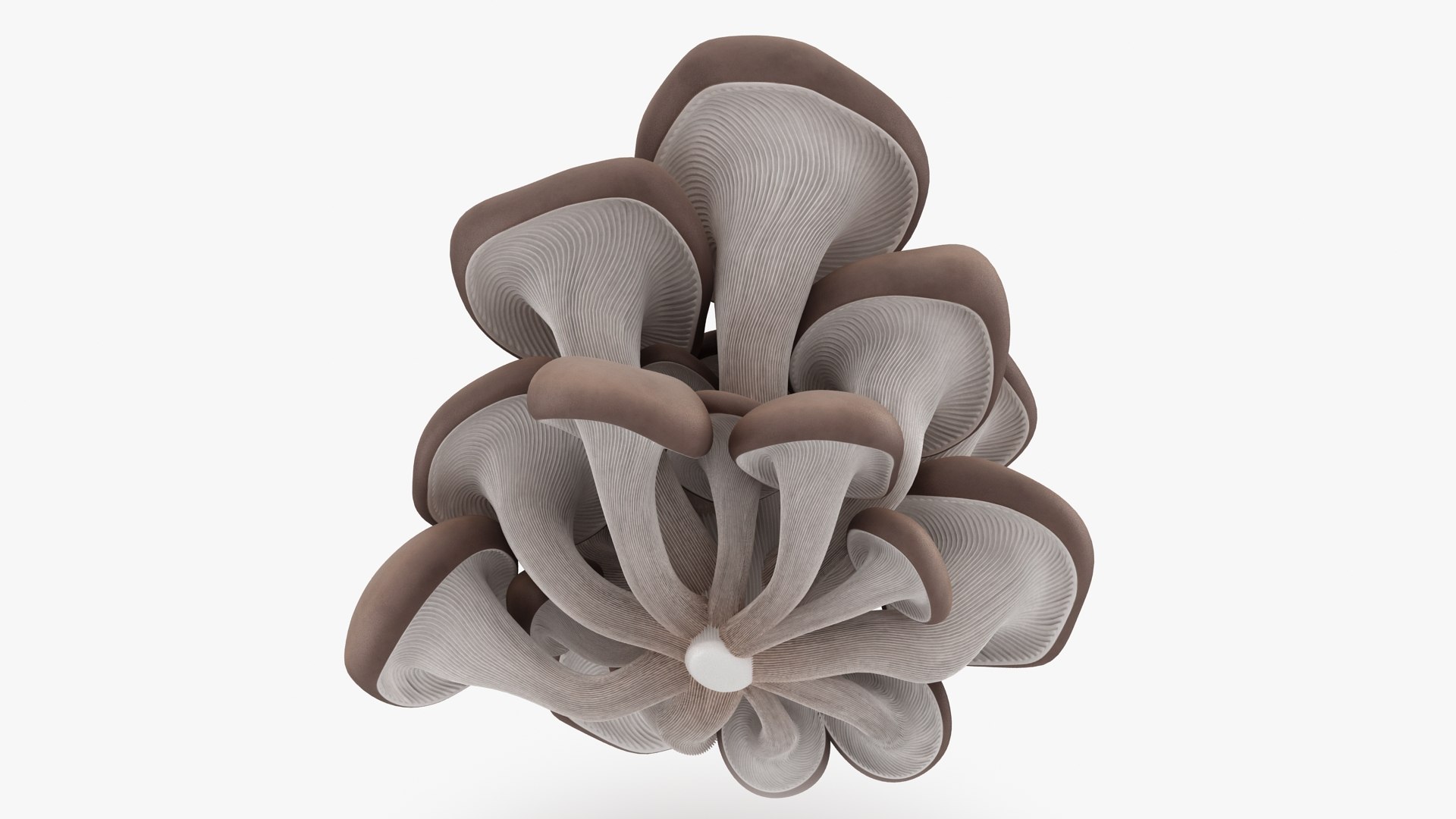 Oyster Mushroom 3d Max