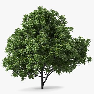Anise Tree with Green Fruits 3D model