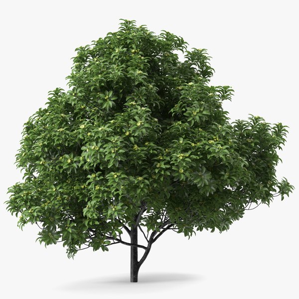 Anise Tree with Green Fruits3Dモデル - TurboSquid 1994237