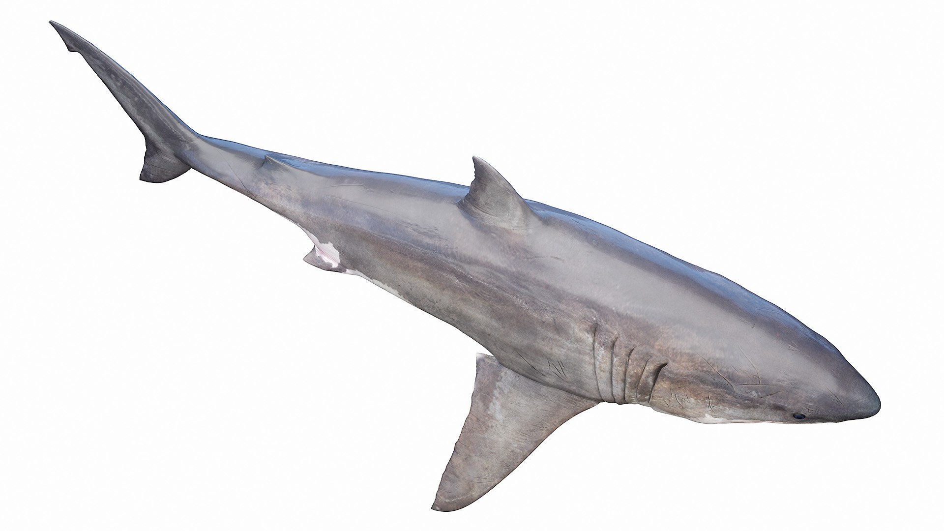Great White Shark 3D https://p.turbosquid.com/ts-thumb/PI/LWHh85/uB/great_white_shark0002/jpg/1661885750/1920x1080/fit_q87/f419d7728be4e7c77e4053bdd6e1ab18dd17fda3/great_white_shark0002.jpg