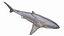 Grand requin blanc
