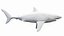 Grand requin blanc