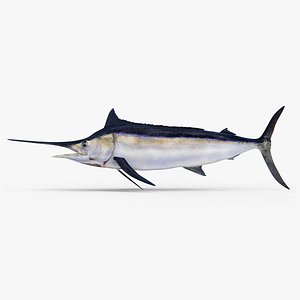 3D Black Marlin