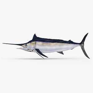 Black Marlin