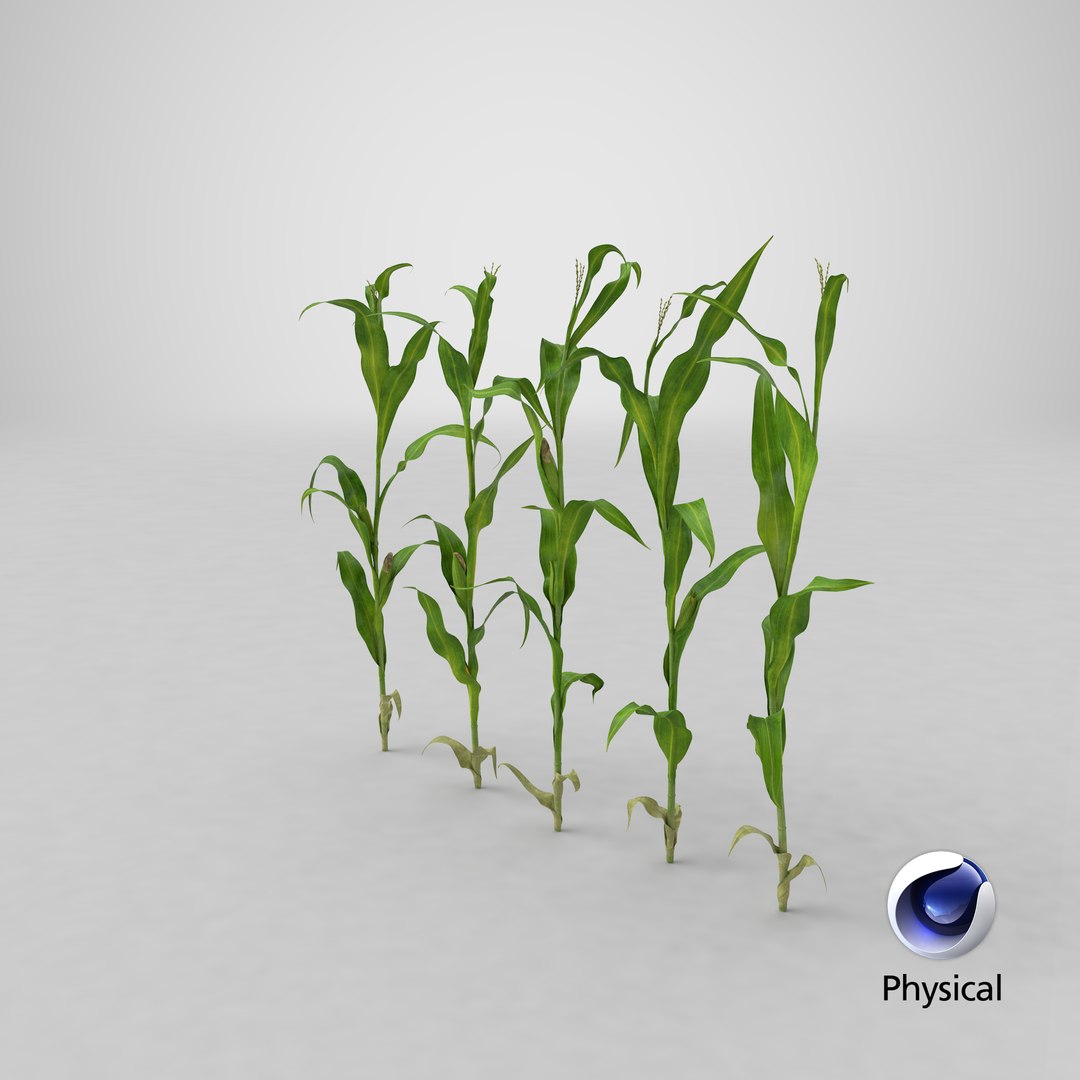 3D corn-stalks-and-patch---row model https://p.turbosquid.com/ts-thumb/PI/jjrPL9/K2n4V2FS/stemcell_cinema_4d_physical_render/png/1542750104/1920x1080/fit_q87/04d5b6e2464fcc9080ded7eaf8d6e8f3972a12ce/stemcell_cinema_4d_physical_render.jpg
