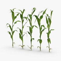 Row of Corn Stalks