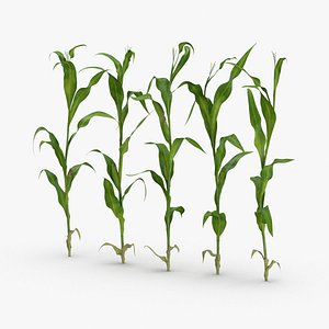 Row of Corn Stalks