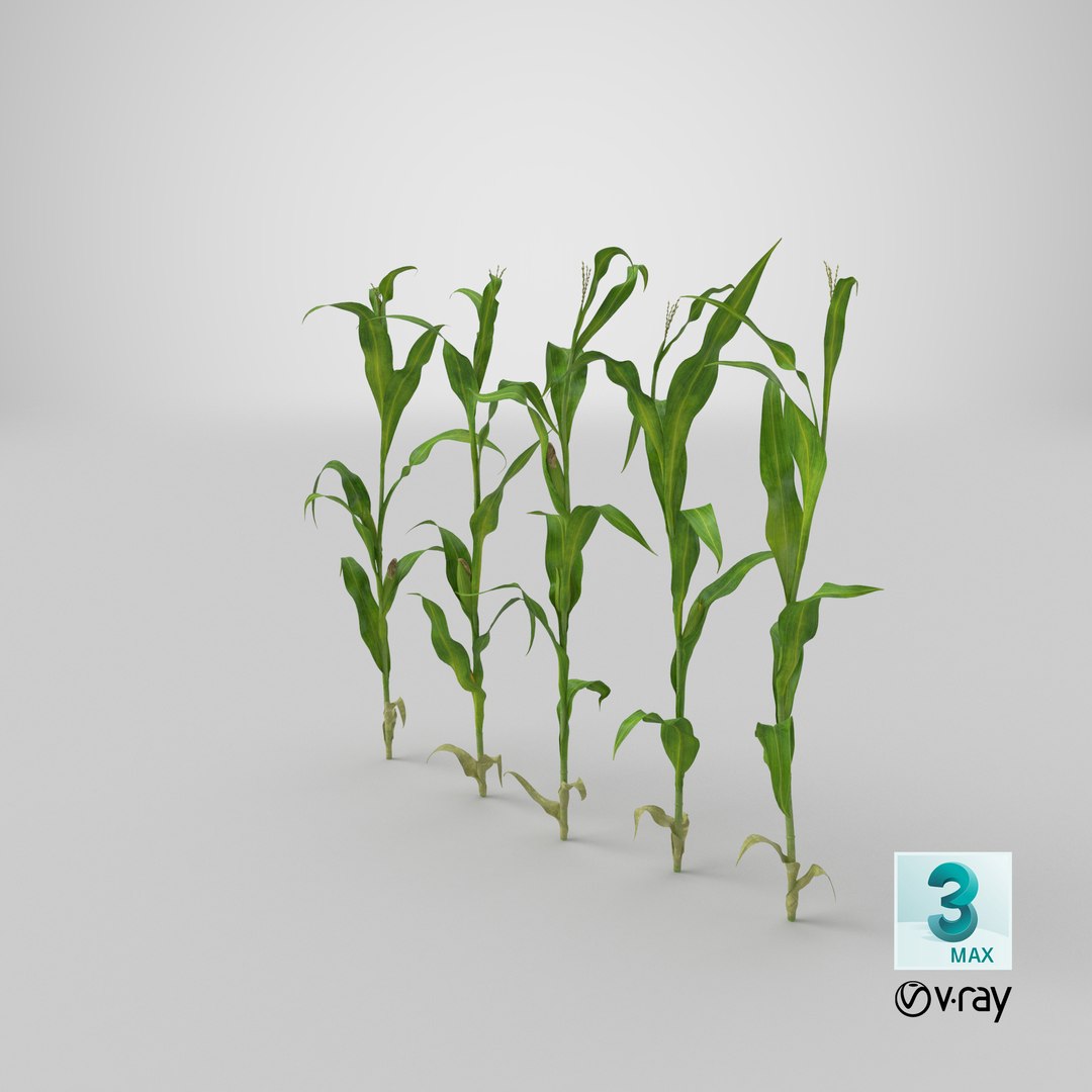 3D corn-stalks-and-patch---row model https://p.turbosquid.com/ts-thumb/PI/jjrPL9/VFj4rrxP/stemcell_max_vray_render/png/1542750094/1920x1080/fit_q87/0d4d0ab058d6b0e9c5b64835818903202da0ddb0/stemcell_max_vray_render.jpg