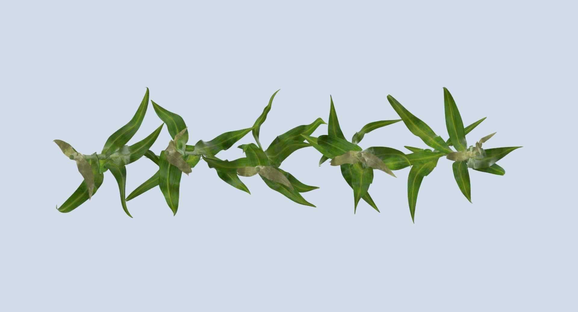 3D corn-stalks-and-patch---row model https://p.turbosquid.com/ts-thumb/PI/jjrPL9/sa4rbRAa/corn_stalks_row_productshot_0008/jpg/1541698230/1920x1080/fit_q87/9e0bb8acef8d97e83dc55da07c19392e6eb689fa/corn_stalks_row_productshot_0008.jpg