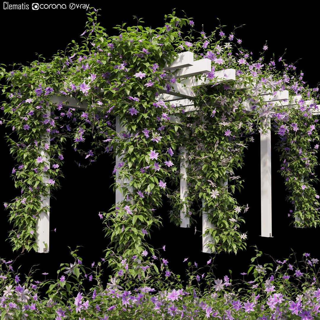 3D Clematis 03 https://p.turbosquid.com/ts-thumb/PI/sSgDyn/ao/20clematis_3/jpg/1631774856/1920x1080/fit_q87/a0827a70a7b323a40c93e418f16b0ae40f2d5fb8/20clematis_3.jpg
