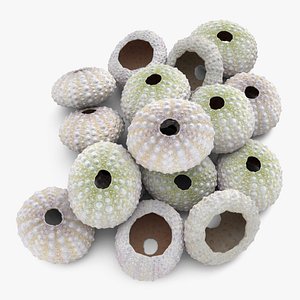 Pile Sea Urchins
