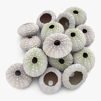 Pile Sea Urchins