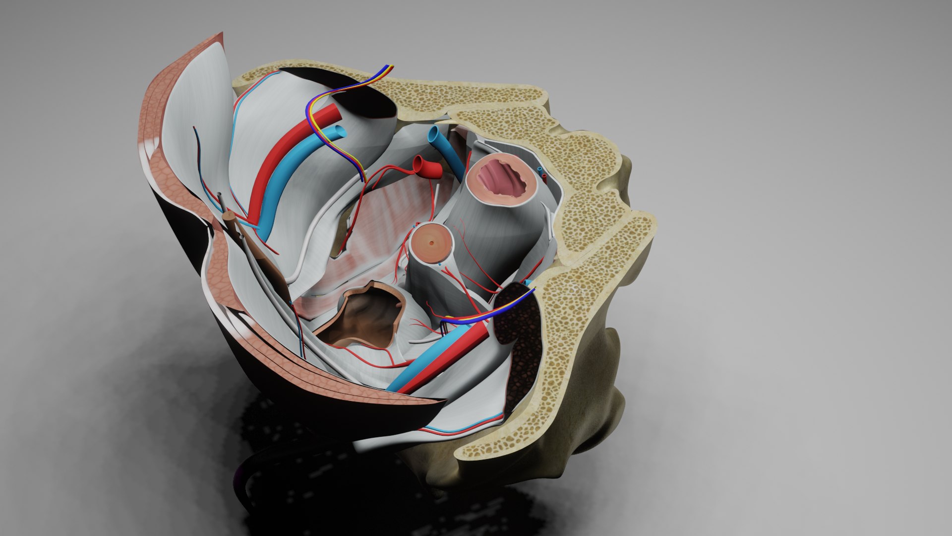 modèle 3D de Fascia endopelvien et espaces potentiels - TurboSquid 1966729