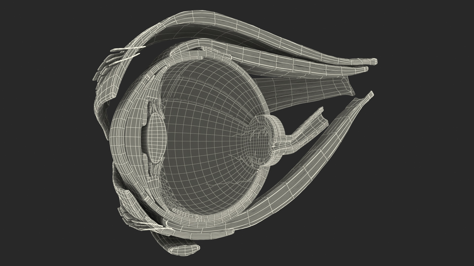 Human Eyeball 3D model - TurboSquid 1851889