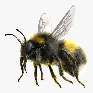 3D white-tailed bumblebee rig model
