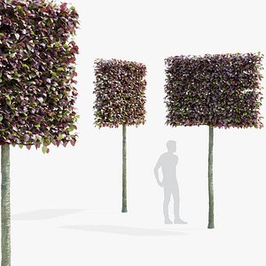 Fagus sylvatica purpurea pleached
