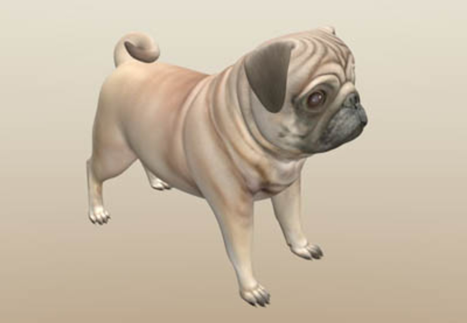 3d Model Pug Dog