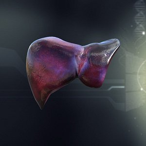 lwo human liver anatomy
