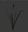 Reed