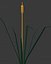Reed