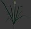 Reed