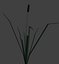 Reed