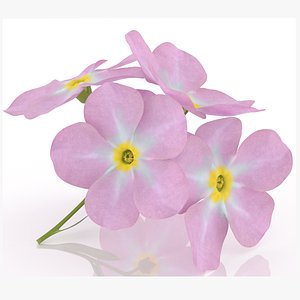 Forget-me-not pink flowers spa  secor herb 3D model