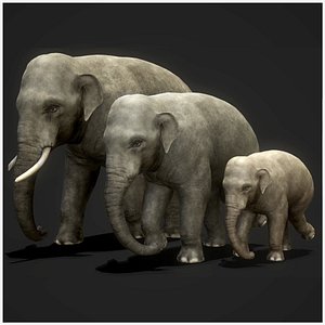 Asian Elephants - Game Ready