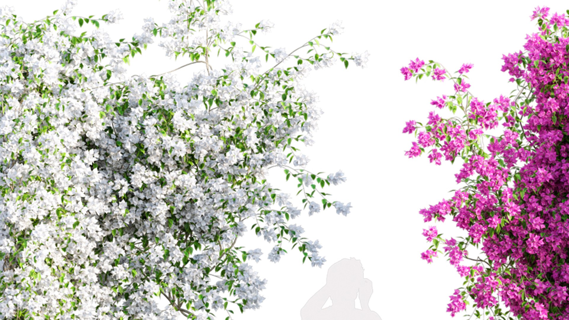 Bougainvillea 02 model https://p.turbosquid.com/ts-thumb/PK/3Sn6Av/zT/3dtree_bougainvillea_02_v5/jpg/1630229370/1920x1080/fit_q87/a24188e4b95a2f5c5052b87d8315c53c97dcf4c1/3dtree_bougainvillea_02_v5.jpg
