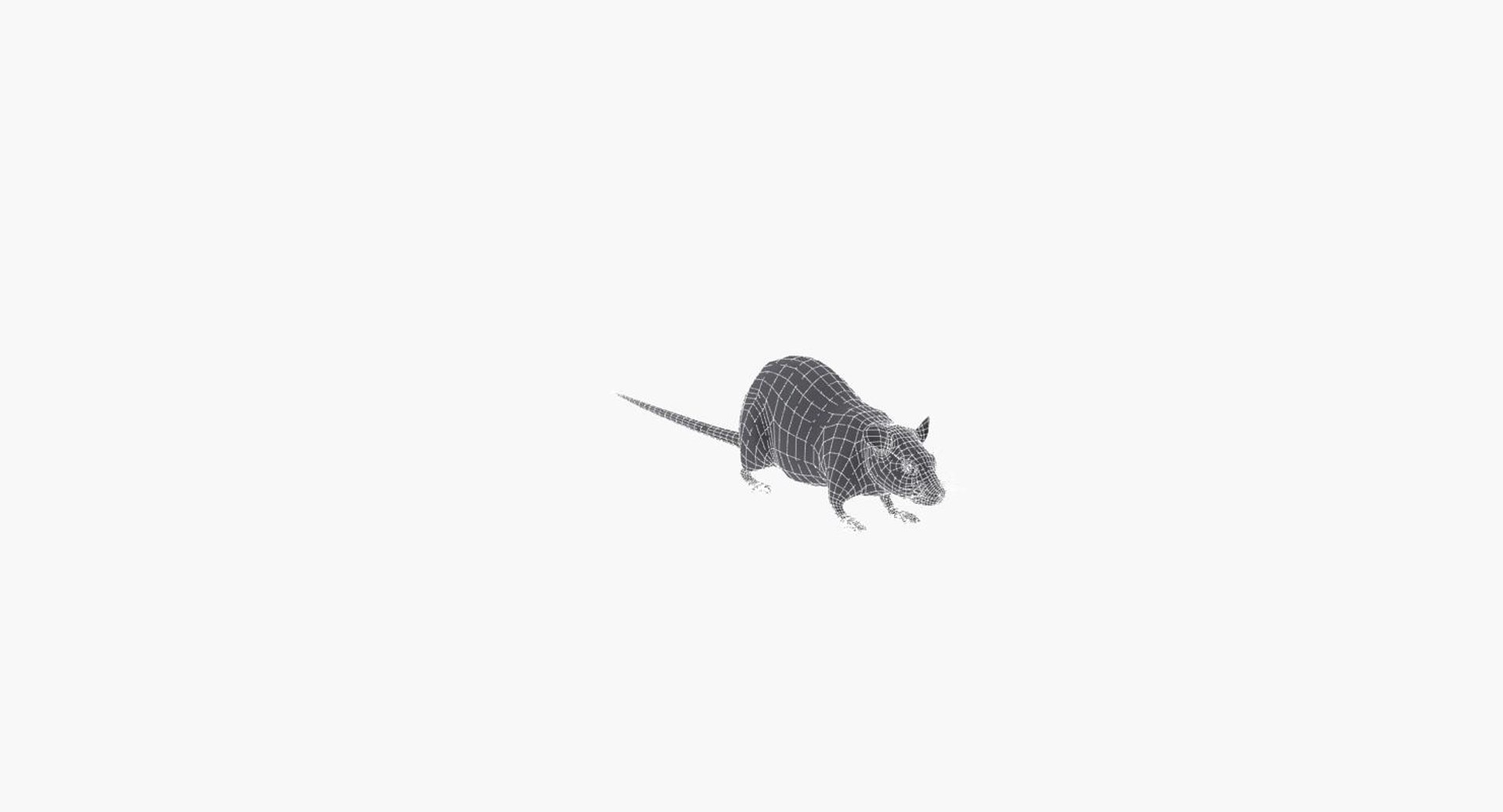 3d Rat Model