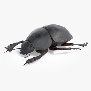 realistic scarab dung beetle 3D model