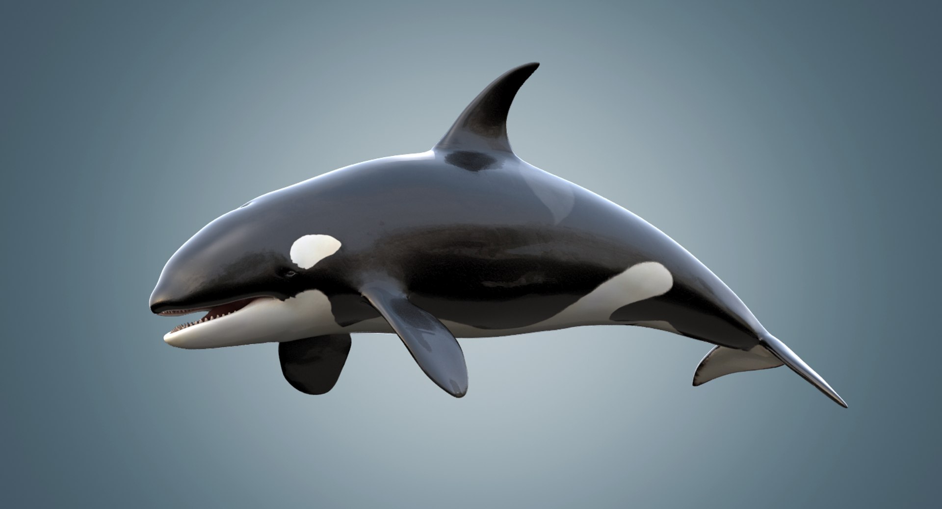 realistic killer whale orca 3d max https://p.turbosquid.com/ts-thumb/PK/XJFQWJ/5WySSb83/killerwhalerigged001/png/1457634823/1920x1080/fit_q87/fdc99280dfa5f764b5fb7273c489c2114bda91db/killerwhalerigged001.jpg