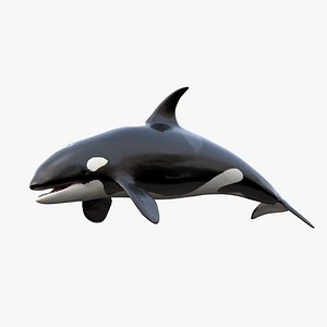 Killer Whale Rigged