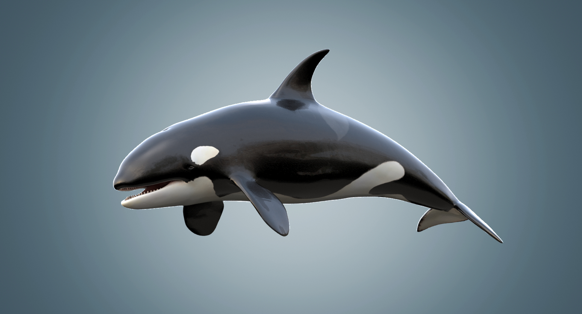 realistic killer whale orca 3d max https://p.turbosquid.com/ts-thumb/PK/XJFQWJ/ejmKWkwS/0000/png/1457634872/1920x1080/turn_fit_q99/91efc672046f71db17af6f1f88946e8af492bcdd/0000-1.jpg