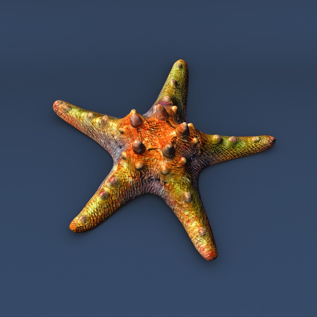 Starfish star fish 3D - TurboSquid 1618495