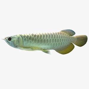 3d arowana model