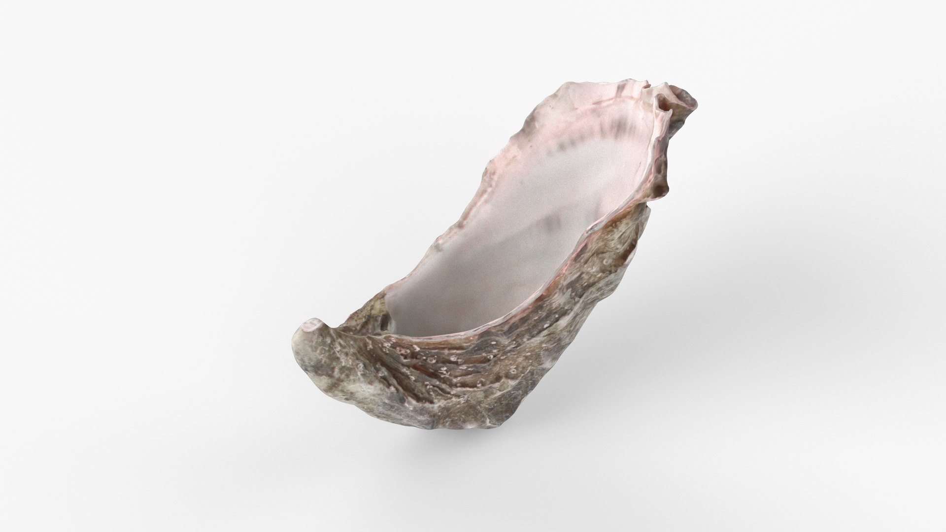 3D Photorealistic 3D Scan Of Sea Oyster Shell - TurboSquid 2340540