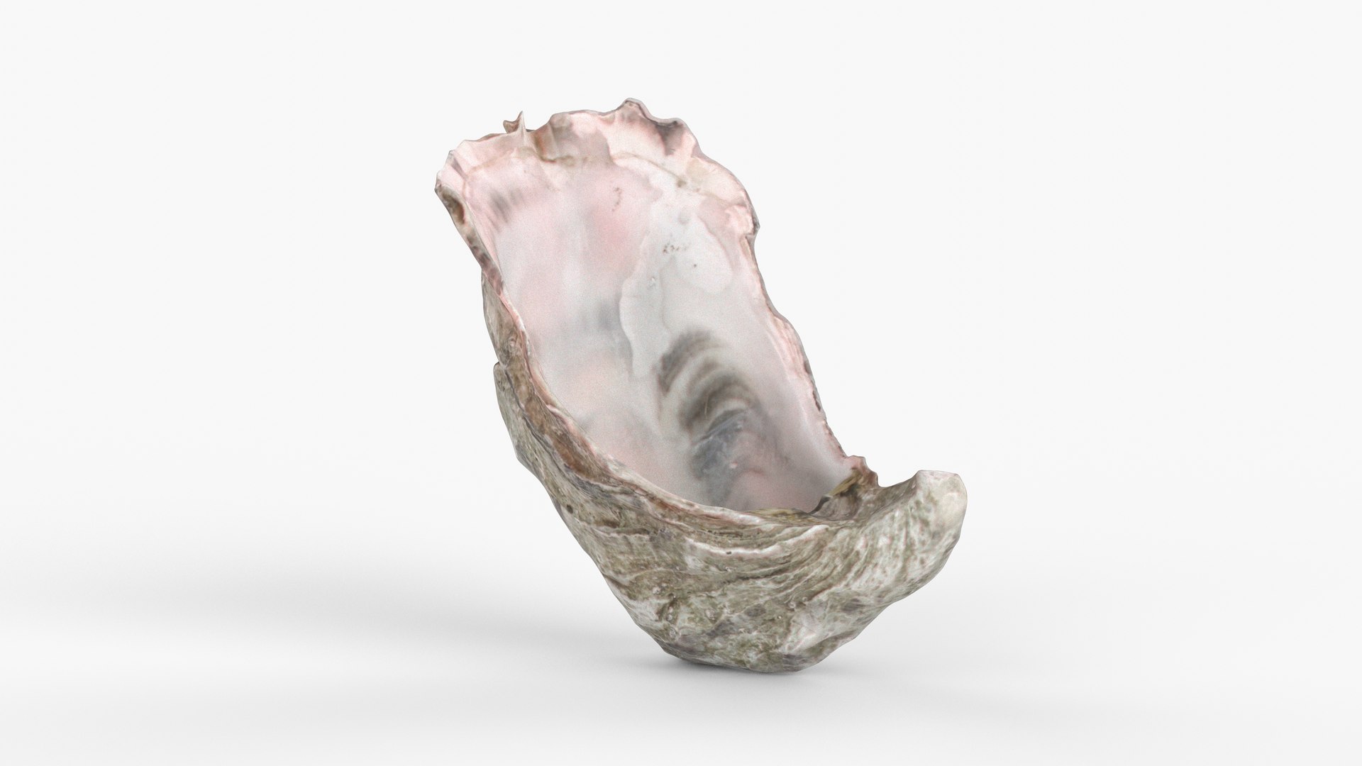 3D Photorealistic 3D Scan Of Sea Oyster Shell - TurboSquid 2340540