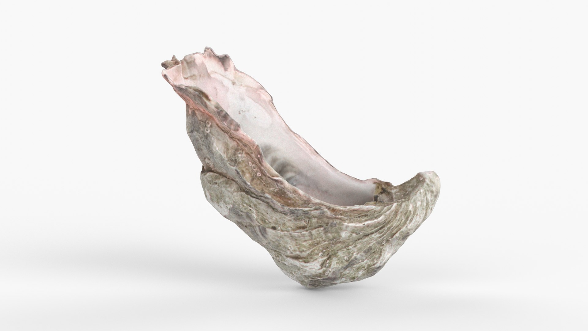 3D Photorealistic 3D Scan Of Sea Oyster Shell - TurboSquid 2340540