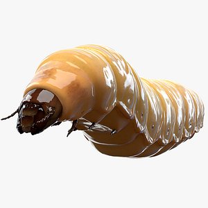 3D realistic maggot pose
