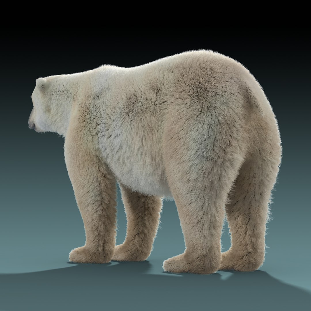 polar bear fur 3d model https://p.turbosquid.com/ts-thumb/PL/BfI65b/8EG3AKcp/polar_bear_fur_05/jpg/1454603980/1920x1080/fit_q87/619d7d0343f2ed0b4d9065155a2d88f66aac140f/polar_bear_fur_05.jpg