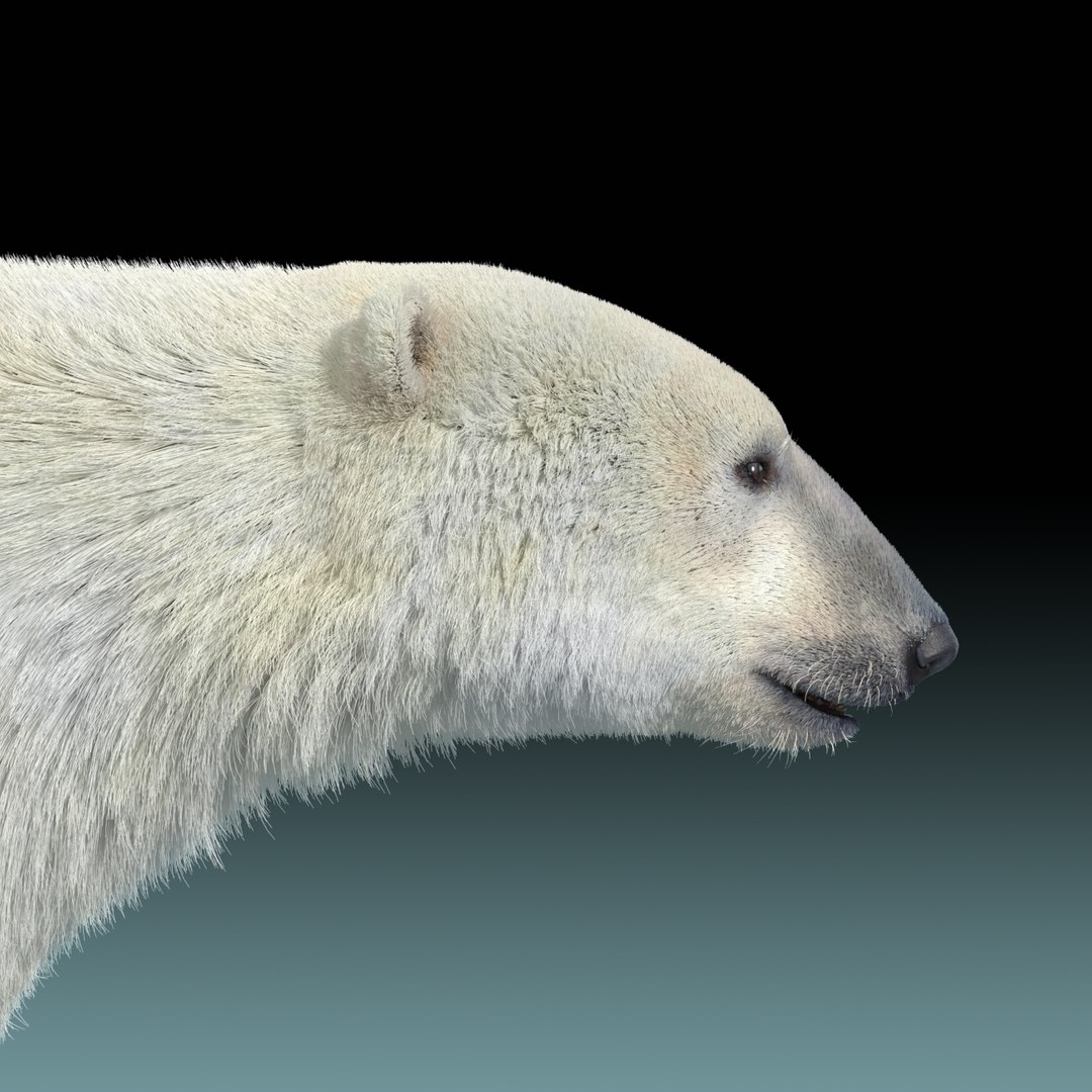 polar bear fur 3d model https://p.turbosquid.com/ts-thumb/PL/BfI65b/D5zXXcLJ/polar_bear_fur_12/jpg/1454603980/1920x1080/fit_q87/0fd257834e1fa0e329177b95c997119a51d3de29/polar_bear_fur_12.jpg