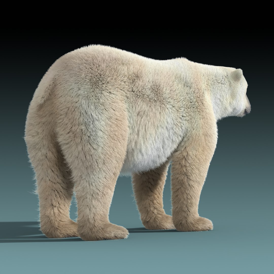 polar bear fur 3d model https://p.turbosquid.com/ts-thumb/PL/BfI65b/JOApYEVZ/polar_bear_fur_04/jpg/1454603979/1920x1080/fit_q87/e2c37391a9d9d8c4d9f57a680bb28b14e943669b/polar_bear_fur_04.jpg