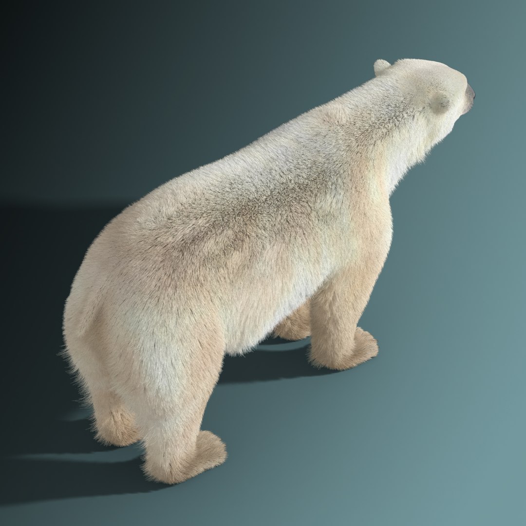 polar bear fur 3d model https://p.turbosquid.com/ts-thumb/PL/BfI65b/L1gnrkF6/polar_bear_fur_10/jpg/1454603980/1920x1080/fit_q87/ef006e99388b4ab29b3327e158a5fe071c1f51ae/polar_bear_fur_10.jpg