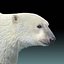 Polar Bear(FUR)